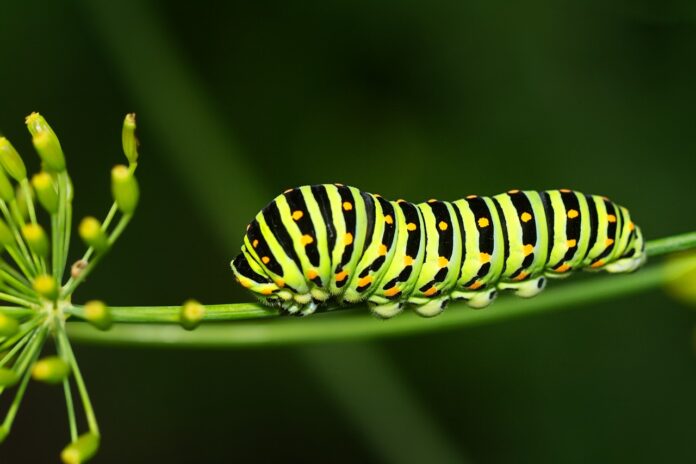 BG Caterpillar Killer Spray: Your Ultimate Solution to Garden Pests!